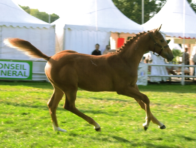 Vinka's champion des foals
